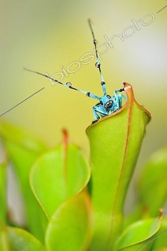 Biosphoto | 1994274 | Blue beetle on urn carnivorous plant  | &copy; Robin Fourré / Biosphoto