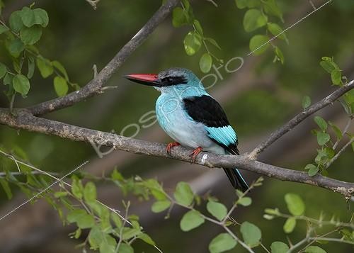 Biosphoto | 1421416 | Blue-breasted Kingfisher Niokolo-Koba NP in Senegal | &copy; Ignacio Yufera / Biosphoto