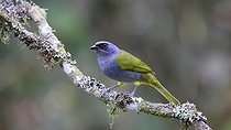 Biosphoto | 2601757 | Blue-capped Tanager (Sporathraupis cyanocephala) on a branch, Equatorial Andean Forest, Ecuador, South America | &copy; Brigitte Marcon / Biosphoto