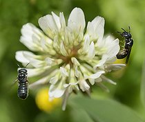 Biosphoto | 2089508 | Blue carpenter bee (Ceratina cyanea) on a white clover flower (Trifolium repens), Regional park of the Vosges du Nord, France | &copy; Michel Rauch / Biosphoto