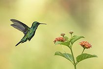 Biosphoto | 2592678 | Blue-chinned Sapphire (Chlorestes notata) in flight preparing to forage on a lantana flower, French Guiana | &copy; Nicolas Defaux / Biosphoto
