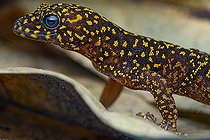 Biosphoto | 2583249 | Blue-eyed gecko (Gonatodes annularis). A fairly common but discreet little gecko in French Guiana, it lives and shelters around trunks, both living and dead, between roots and bark. Constantly on the alert for predators, it is very fast and feeds on small insects. - Régina, French Guiana | &copy; Vincent Premel / Biosphoto