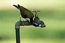 Biosphoto | 341755 | Blue-faced Honeyearter drinking | &copy; Cyril Ruoso / Biosphoto