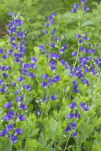 Biosphoto | 2076820 | Blue false indigo (Baptisia australis) flowers | &copy; Frédéric Tournay / Biosphoto