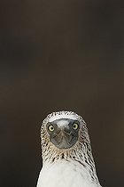 Biosphoto | 2395559 | Blue-footed booby (Sula nebouxii), Isla Isabella, Nayarit, Mexico | &copy; Jack Chapman / Biosphoto