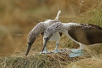 Biosphoto | 2395560 | Blue-footed booby (Sula nebouxii) pair displaying, Isla Isabella, Nayarit, Mexico | &copy; Jack Chapman / Biosphoto