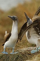 Biosphoto | 2395561 | Blue-footed booby (Sula nebouxii) pair displaying, Isla Isabella, Nayarit, Mexico | &copy; Jack Chapman / Biosphoto