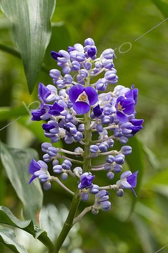Biosphoto | 2126692 | blue ginger (Dichorisandra thyrsiflora) | &copy; Frédéric Tournay / Biosphoto
