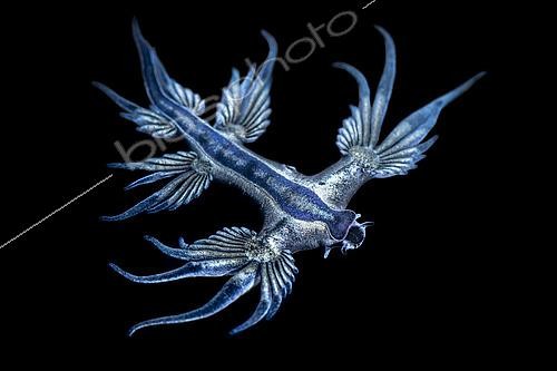 Biosphoto | 2454287 | Blue glaucus (Glaucus atlanticus), Pelagic Nudibranch, Tahiti, French Polynesia | &copy; Fabien Michenet / Biosphoto