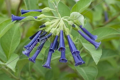 Biosphoto | 1293469 | Blue iochroma in bloom in a garden | &copy; Frédéric Didillon / Biosphoto
