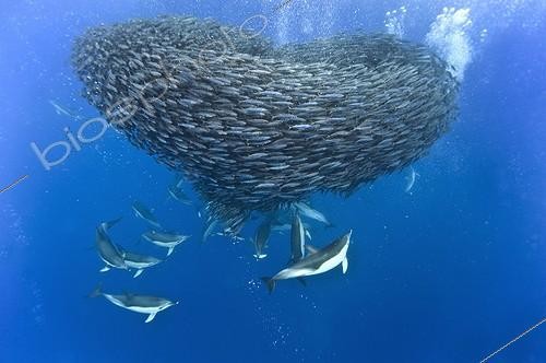 Biosphoto | 1715464 | Blue jack mackerel being preyed upon by common dolphins | &copy; Christopher Swann / Biosphoto
