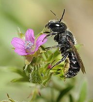 Biosphoto | 2069534 | Blue Mason Bee (Osmia caerulescens) female grooming, Northern Vosges Regional Nature Park, France | &copy; Michel Rauch / Biosphoto