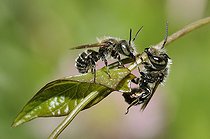 Biosphoto | 2069535 | Blue Mason Bee (Osmia caerulescens) male on reproductive area, Northern Vosges Regional Nature Park, France | &copy; Michel Rauch / Biosphoto