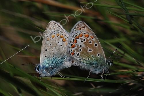 Biosphoto | 755060 | Blue mating Ardèche France | &copy; Jean-Philippe Vantighem / Biosphoto