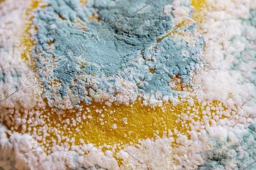 Biosphoto | 2498941 | Blue mold (Penicillium italicum) on Lemon | &copy; Marie Aymerez / Biosphoto