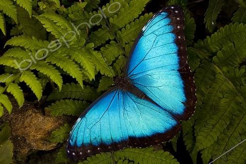 Biosphoto | 2050191 | Blue morpho butterfly (Morpho peleides), Florida, USA | &copy; Michael Turco / Biosphoto