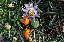 Biosphoto | 2584417 | Blue passion flower (Passiflora caerulea), in bloom in a garden, Rennes, Bretagne, France | &copy; Sylvain Cordier / Biosphoto