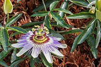 Biosphoto | 2584419 | Blue passion flower (Passiflora caerulea), in bloom in a garden, Rennes, Bretagne, France | &copy; Sylvain Cordier / Biosphoto