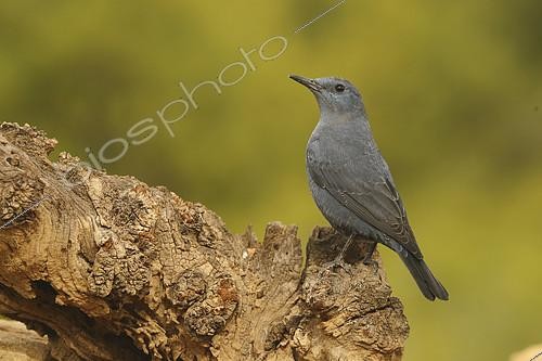Biosphoto | 2274518 | Blue Rock Thrush (Monticola solitarius) on a stump, Europe | &copy; Emile Barbelette / Biosphoto