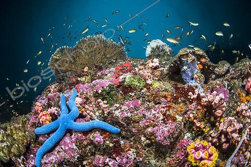 Biosphoto | 2395674 | Blue Sea Star (Linckia laevigata) in coral reef, Pescador Island, Philippines | &copy; Mathieu Foulquié / Biosphoto
