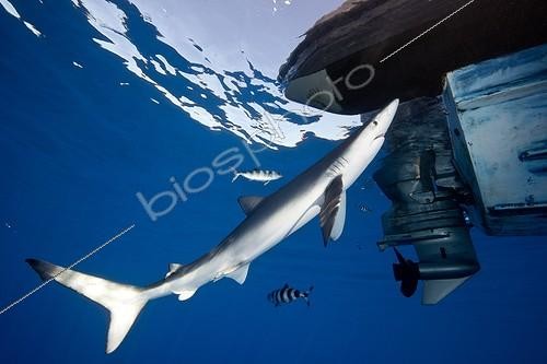 Biosphoto | 1808673 | Blue Shark and boat engine Azores North Atlantic  | &copy; Gérard Soury / Biosphoto