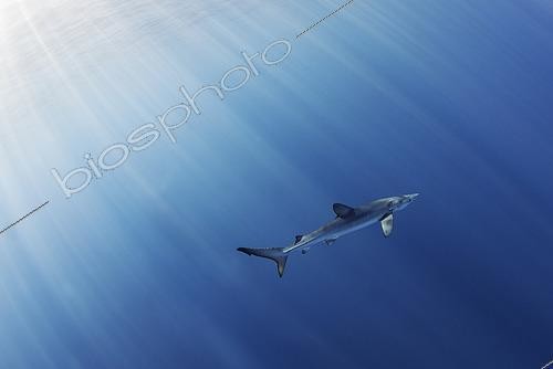 Biosphoto | 2426376 | Blue shark (Prionace glauca). North Atlantic Ocean, Canary Islands. | &copy; Sergio Hanquet / Biosphoto