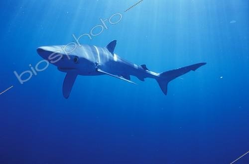 Biosphoto | 1075909 | Blue shark swimming off the Cape of Good Hope South Africa | &copy; Yves Lefèvre / Biosphoto