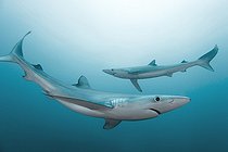 Biosphoto | 2047739 | Blue sharks - Atlantic Ocean South Africa | &copy; Mike Korostelev / Biosphoto