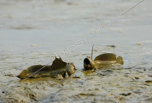 Biosphoto | 1988946 | Blue-spotted mudskippers on mud - Malaysia | &copy; Daniel Heuclin / Biosphoto