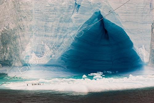 Biosphoto | 2406139 | Blue tabular Iceberg with Gentoo penguins (Pygoscelis papua) and Skua in flight (Catharacta sp), Antarctica | &copy; Raphaël Sané / Biosphoto