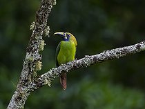Biosphoto | 2135121 | Blue-throated Toucanet (Aulacorhynchus caeruleogularis), on lychen-covered treefork, Chiriquí, Panama, March | &copy; Ignacio Yufera / Biosphoto