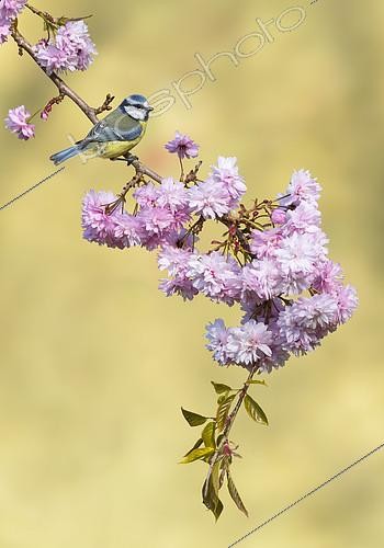 Biosphoto | 2122547 | Blue tit (Cyanistes caeruleus) Blue tit amongst cherry flowers,England,Spring | &copy; Frédéric Desmette / Biosphoto