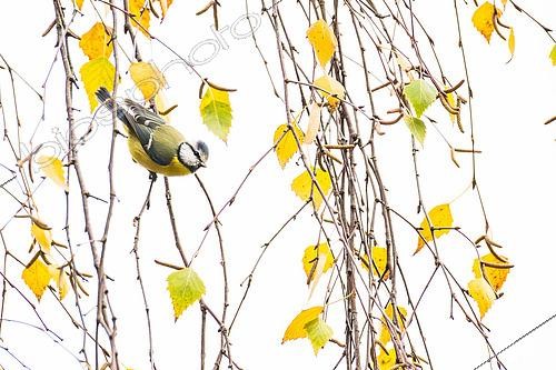 Biosphoto | 2610572 | Blue tit (Cyanistes caeruleus) in a birch tree in autumn, Parc Sainte Marie, Nancy, Lorraine, France | © Stéphane Vitzthum / Biosphoto