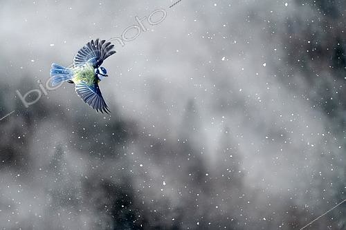 Biosphoto | 2616851 | Blue tit (Cyanistes caeruleus) in flight during a snowstorm, Samoëns, Haute-Savoie, Alps, France. | &copy; Michel Rauch / Biosphoto