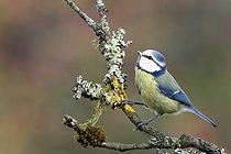 Biosphoto | 2601693 | Blue tit (Cyanistes caeruleus) on a branch, Ardennes, Belgium | &copy; Christian Cabron / Biosphoto