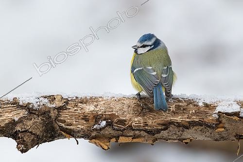 Biosphoto | 2616100 | Blue tit (Cyanistes caeruleus) on a branch with a snowy background, Bouxières-aux-Dames, Lorraine, France. | &copy; Stéphane Vitzthum / Biosphoto