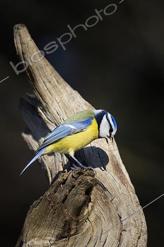 Biosphoto | 2615299 | Blue tit (Cyanistes caeruleus) on a dead tree, Vaucluse, France. | &copy; Alain Roux / Biosphoto