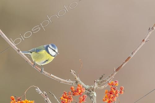 Biosphoto | 2612268 | Blue tit (Cyanistes caeruleus) on a fruiting shrub | &copy; Emile Barbelette / Biosphoto