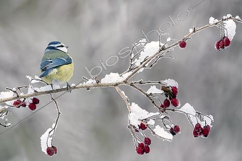 Biosphoto | 2461425 | Blue tit (Cyanistes caeruleus) on a hawthorn branch in winter, Country garden, Lorraine, France | &copy; André Simon / Biosphoto