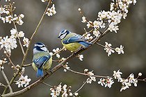 Biosphoto | 2448578 | Blue tit (Cyanistes caeruleus) on Black Thorn (Prunus spinosa) in bloom, Vosges du Nord Regional Natural Park, France | &copy; Michel Rauch / Biosphoto