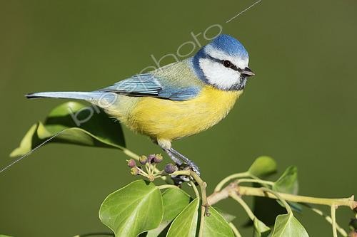 Biosphoto | 2423125 | Blue Tit (Cyanistes caeruleus), side view of an adult male perched on a Common Ivy branch, Campania, Italy | &copy; Saverio Gatto / Biosphoto