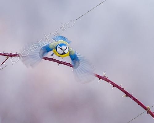 Biosphoto | 2433344 | Blue tit (Cyanistes caeruleus), The flight begins, Slovakia | &copy; Ervin Horesnyík / Biosphoto