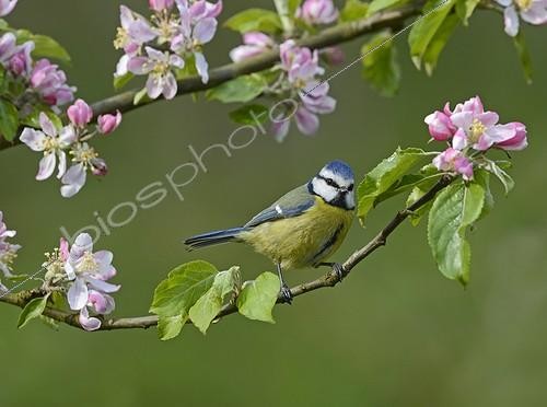 Biosphoto | 2011491 | Blue Tit in folwering branch - Midlands UK | &copy; David Tipling / Biosphoto