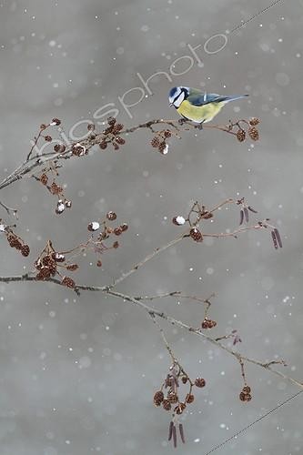 Biosphoto | 1440604 | Blue Tit in snow on a charge of alder cones ; GDT - European Wildlife Photographer of the Year 2010 - Birds Category. Highly commented. Image finalist in BBC Wildlife, 2010. | &copy; Philippe Moës / Biosphoto