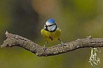 Biosphoto | 1522546 | Blue tit (Parus caeruleus) | &copy; Jose Antonio Moreno Castellano / imageBROKER / Biosphoto