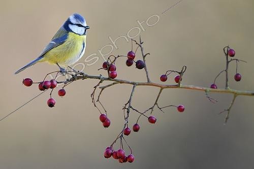 Biosphoto | 2615317 | Blue tit (Parus caeruleus) on a branch in winter - Lorraine, France | &copy; Michel Poinsignon / Biosphoto