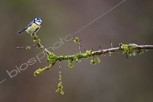 Biosphoto | 2615322 | Blue tit (Parus caeruleus) on a branch in winter under the rain - Lorraine, France. | &copy; Michel Poinsignon / Biosphoto
