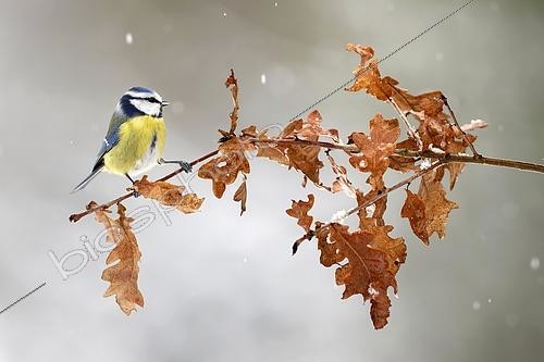 Biosphoto | 2615321 | Blue tit (Parus caeruleus) on an oak branch in winter under the snow - Lorraine, France. | &copy; Michel Poinsignon / Biosphoto