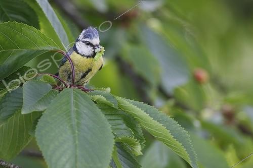 Biosphoto | 948455 | Blue Tit taking caterpillar in its beak France | &copy; Thierry Reminiac / Biosphoto