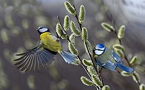 Biosphoto | 2557298 | Blue tits (Cyanistes caeruleus) on a willow tree, Vosges du Nord Regional Nature Park, France | &copy; Michel Rauch / Biosphoto